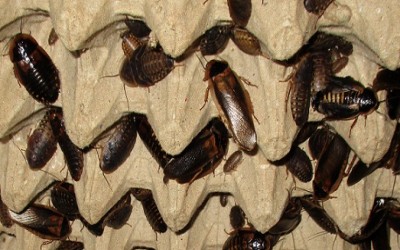 Dubia roach / kecoak 5mm-1cm Per 10 Ekor